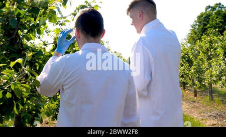 Junge Agronomen oder Biologen, die am Apfelbaum arbeiten, schreiben Tests in einem Notizbuch, in weißen Mänteln, Gummihandschuhen, dna, Schutzbrillen, Blatttests. Stockfoto