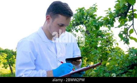 Junge Agronomen oder Biologen, die am Apfelbaum arbeiten, schreiben Tests in einem Notizbuch, in weißen Mänteln, Gummihandschuhen, dna, Schutzbrillen, Blatttests. Stockfoto