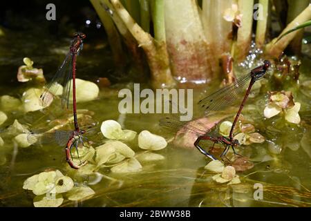 2 Paare große rote Damselfliege (Pyrrhosoma nymphula), die Eier legt Stockfoto