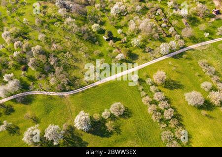 Deutschland, Baden-Württemberg, Owen, Drohne Blick auf Feldweg über Landschaft Obstgarten im Frühjahr Stockfoto