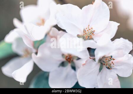 Apfelbaum blüht vor blauem Himmel Stockfoto