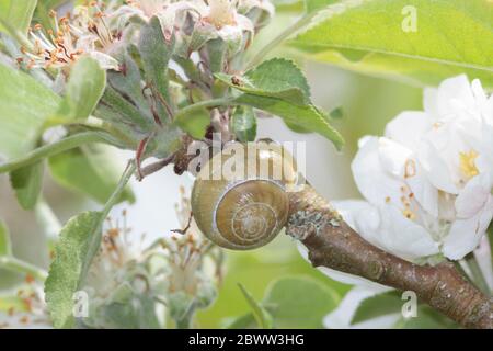 Weißlippschnecke (Cepaea hortensis) auf Apfelbaum, Sussex Garden, Großbritannien Stockfoto