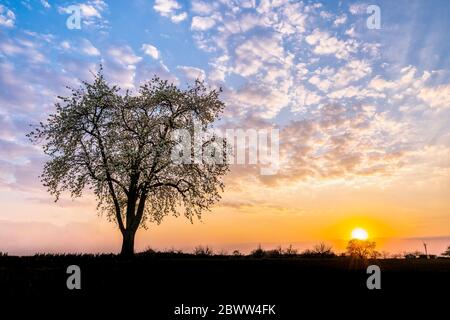 Silhouette Baum an Land im Schwäbischen Wald gegen Himmel bei Sonnenuntergang in Baden Württemberg, Deutschland Stockfoto