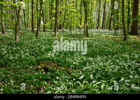 Deutschland, Nordrhein-Westfalen, Wildlibb (Allium ursinum) wächst in grüner Lichtung Stockfoto