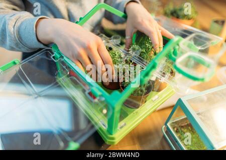 Nahaufnahme der Frau, die sich um Pflanzen im Mini-Gewächshaus kümmert Stockfoto