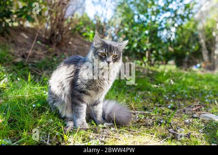 Porträt der jungen grauen Katze auf Gras sitzen Stockfoto