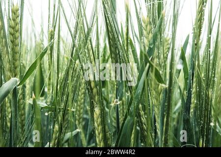 Deutschland, Nahaufnahme der Gerste (Hordeum vulgare) im Frühjahr Stockfoto