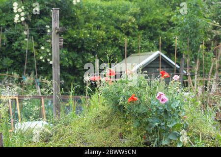 Mohnblumen wachsen auf einem Abfalldepet auf einem Garten-Zuteilung im Juni 2020 Großbritannien in einer regen Dusche Stockfoto
