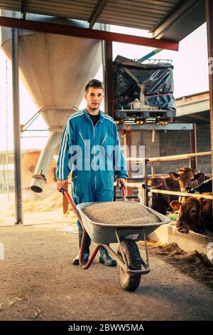 Junger Bauer trägt blauen Overall, während er Wagen mit Kalbsfutter auf seiner Farm trägt Stockfoto