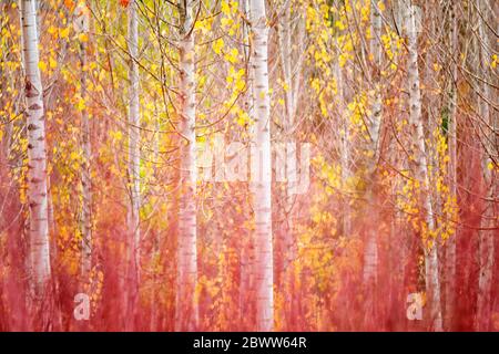 Spanien, Provinz Cuenca, Canamares, Birken und angebautes Schilf in Serrania de Cuenca im Herbst Stockfoto