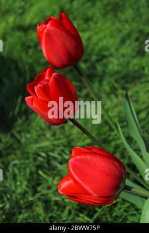 Rote Tulpe Blumen Stockfoto