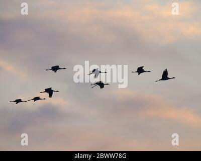 Demoiselle Crane - Morgenröte Flug Grus virgo Khichan, Rajasthan, Indien BI0335 Stockfoto