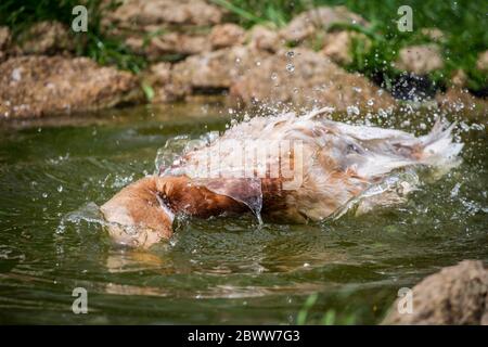 Sächsische Ente im Teich schwimmen. Sachsen Enten sind eine bedrohte Stockente Rasse aus Sachsen, Deutschland Stockfoto