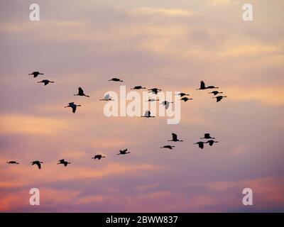 Demoiselle Crane - Morgenröte Flug Grus virgo Khichan, Rajasthan, Indien BI032334 Stockfoto