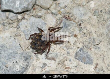 Deutschland, Nahaufnahme der weiblichen Wolfsspinne auf Steinoberfläche Stockfoto