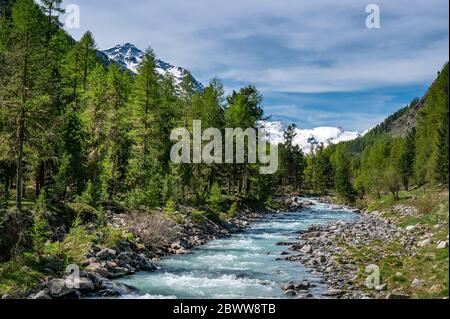 Wildbach im naturbelassenen Val Roseg, Engadin Stockfoto