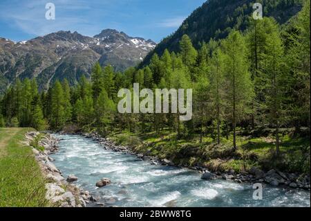 Wildbach im naturbelassenen Val Roseg, Engadin Stockfoto