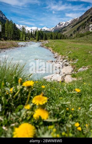 Wildbach Ova da Roseg im naturbelassenen Val Roseg, Engadin Stockfoto