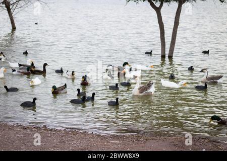 Schöne Enten schwimmen in einem See Stockfoto