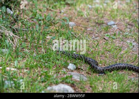 Kreuzotter im Val Roseg Stockfoto