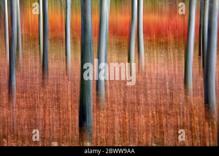 Spanien, Provinz Cuenca, Canamares, Rotes Schilf für Weide angebaut Stockfoto