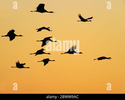 Demoiselle Crane - Morgenröte Flug Grus virgo Khichan, Rajasthan, Indien BI032350 Stockfoto