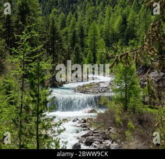 Wildbach im naturbelassenen Val Roseg, Engadin Stockfoto