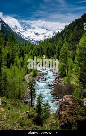 Wildbach im naturbelassenen Val Roseg, Engadin Stockfoto