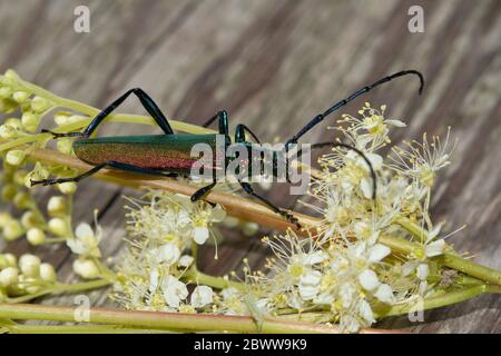 Deutschland, Nahaufnahme des Moschuskäfers (Aromia moschata), der auf blühenden Wildblumen steht Stockfoto