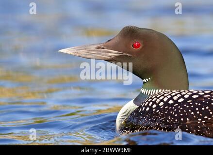 Common Loon (Gavia immer) detailliertes Nahaufnahme isoliert auf grünem Hintergrund am Wilson Lake, Que, Kanada Stockfoto