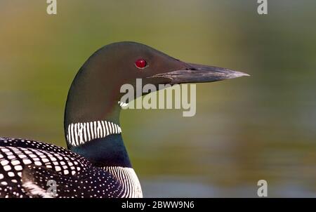 Common Loon (Gavia immer) detailliertes Nahaufnahme isoliert auf grünem Hintergrund am Wilson Lake, Que, Kanada Stockfoto