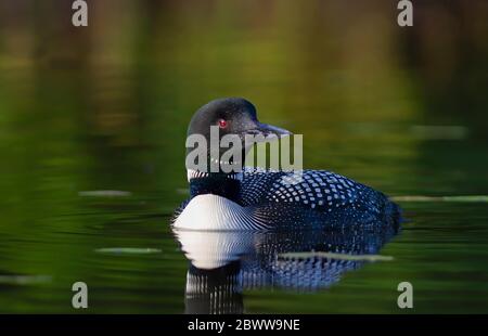 Loon Gavia immer schwimmt im Frühling auf dem Wilson Lake, Que, Kanada Stockfoto