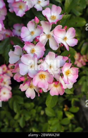 Rose Ballerina, kleine blühende Pflanze Stockfoto