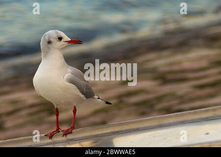 Möwe auf einem Boot gegen den See stehend Stockfoto