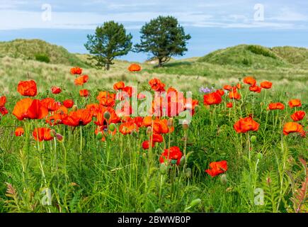 Wilde rote Mohnblumen in einem grünen Feld mit Bäumen dahinter Stockfoto