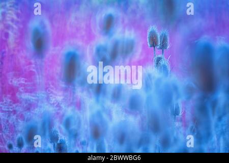 Spanien, Wilder Teelöffel (Dipsacus fullonum) wächst im Herbst Stockfoto