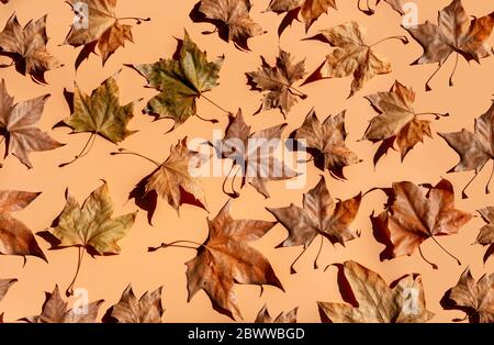 Studio Aufnahme von trockenen Ahornblättern auf braunem Hintergrund Stockfoto