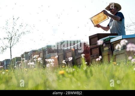 Niedrige Winkelansicht des Imkers, der Waben über Kästen auf dem Feld gegen den Himmel analysiert Stockfoto