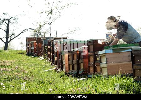 Imker bläst Rauch über Bienenstöcke auf dem Feld gegen den Himmel Stockfoto