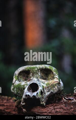 Zentralafrikanische Republik, Schädel des westlichen Tieflandgorilla (Gorilla Gorilla Gorilla) Stockfoto