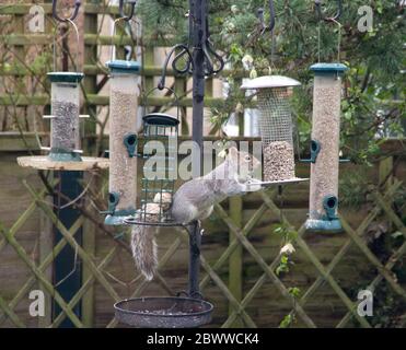 Graues Eichhörnchen auf Vogelfutterhäuschen in einem Garten Stockfoto