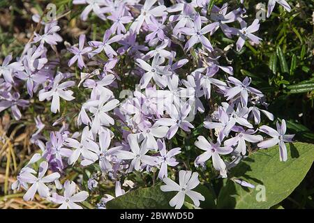 MOOS PHLOX SUBULATA; SPEEN GARTEN Stockfoto