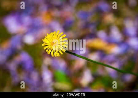 Löwenzahn Blüte. Stockfoto