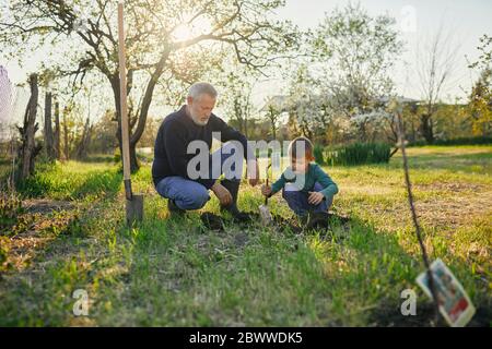 Großvater schaut auf Enkel, der Baum pflanzt, während er im Garten hockend Stockfoto