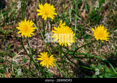 Löwenzahn blüht in einer Gruppe. Stockfoto