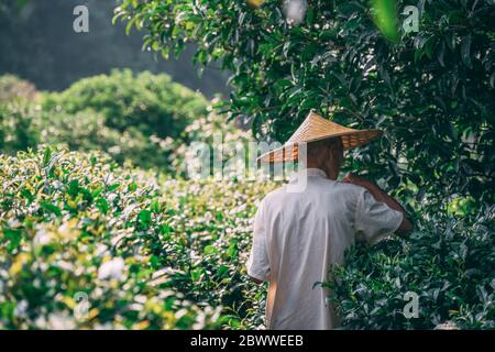 Yangshuo, China - August 2019 : Chinesischer Mann trägt traditionellen konischen chinesischen asiatischen Hut Sammeln Teeblätter auf einer Plantage im Sommer Stockfoto