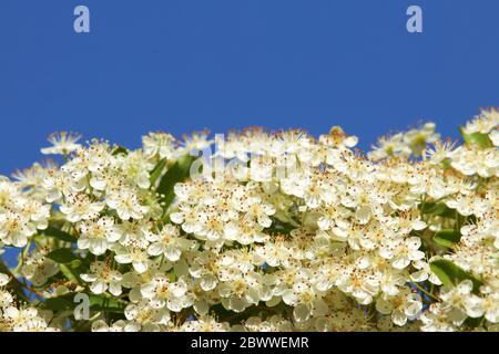 Blühendes Feuerholm, Pyracantha, im Frühling gegen blauen Himmel Stockfoto