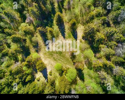 Kleine idyllische Waldlichtung versteckt in der Wildnis. Draufsicht Stockfoto