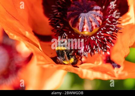 Hummel auf rotem Mohn sammelt Pollen in einem Garten bei hellem Sonnenlicht. Makrobild mit Detailansicht. Stockfoto