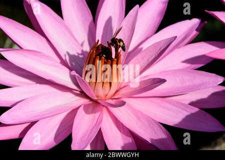 Rosa Seerose in einem Teich in der Nähe von Tondano, Nord-Sulawesi, Indonesien Stockfoto